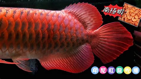 紅龍魚可以吃嗎|龍魚吃這些，你的龍魚你吃對了嗎？